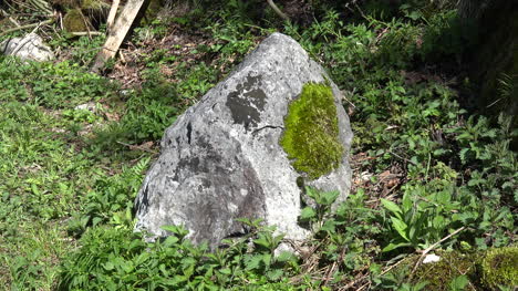 Nature-moss-and-lichen-on-rock