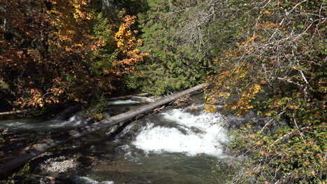 Autumn-rapids-and-yellow-leaves