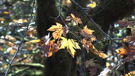 Autumn-yellow-leaves-in-breeze