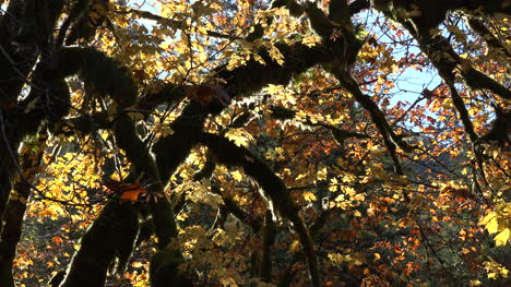 Herbstgelbe-Blätter-Auf-Ahorn-Vergrößern