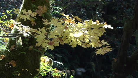 Herbstgelbe-Blätter