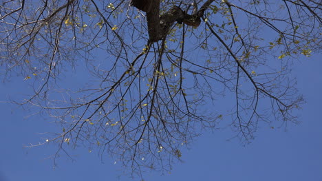 Zweige-Vor-Strahlend-Blauem-Himmel-Mit-Ein-Paar-Blättern