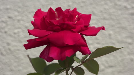 Leuchtend-Rote-Rose