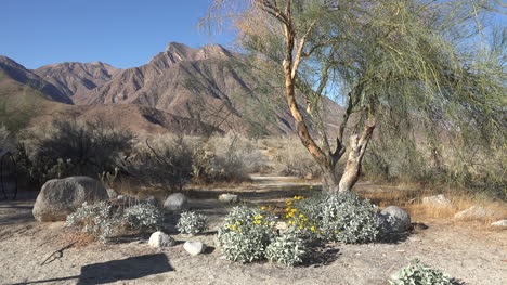 Kalifornien-Anza-Borrego-Blumen-Und-Ansicht-Pan