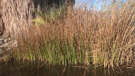 California-Anza-Borrego-reeds-and-water-pan-right