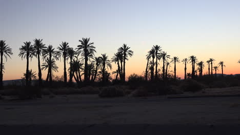 California-Borrego-Springs-palm-trees-pan