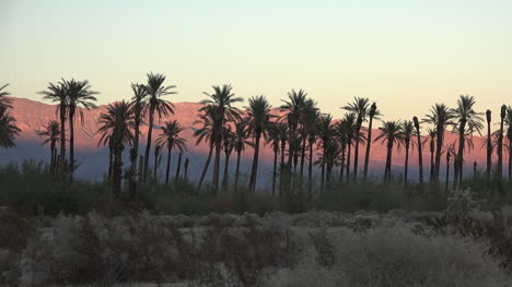 California-Borrego-Springs-sun-on-hills-with-palms-in-evening-pan