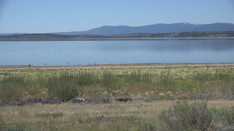 Vista-Del-Lago-águila-De-California