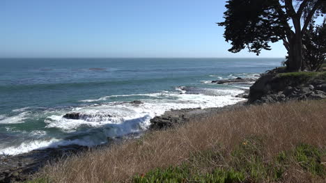 Kalifornien-Santa-Cruz-Küstenszene-Mit-Baum-Und-Wellen