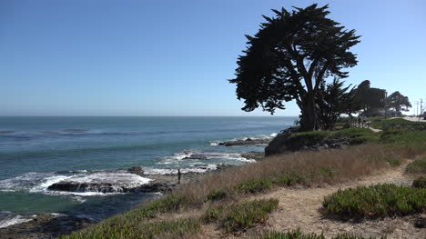 California-tree-by-cliff-drive-in-Santa-Cruz