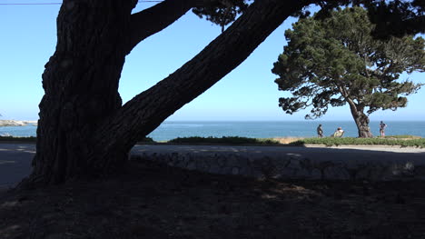 California-Santa-Cruz-tree-trunk-frames-coastal-view-with-bikes