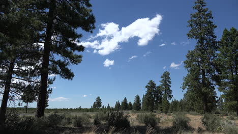 California-clouds-over-pine-woods-time-lapse