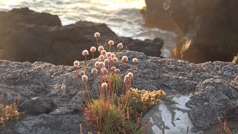 Olas-De-California-Más-Allá-De-La-Flor-Costera