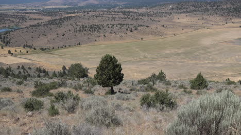 California-dry-western-landscape-zoom-on-cedar-tree