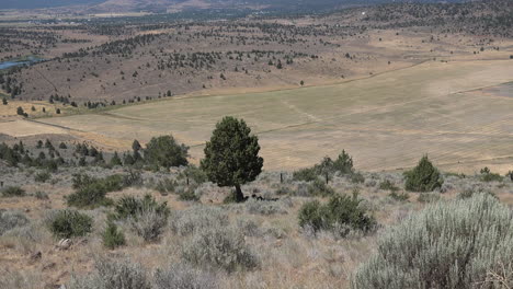 Kalifornien-Trockene-Westliche-Landschaft-Zoom-Auf-Zedernbaum