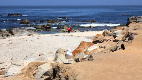 California-gull-lands-and-people-on-beach