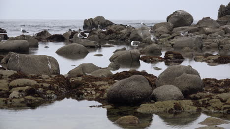 California-Gaviotas-Y-Rocas-Durante-La-Marea-Baja.