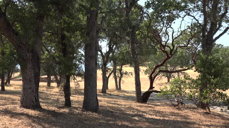 Sabana-De-Pino-Y-Roble-De-California