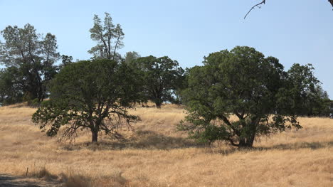 Kalifornische-Eichen-In-Braunem-Gras