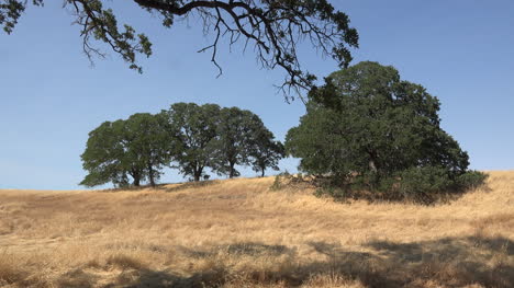 Kalifornische-Eichen-Auf-Einem-Grasbewachsenen-Braunen-Hügel