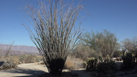 California-Ocotillo-En-Anza-Borrego-Park