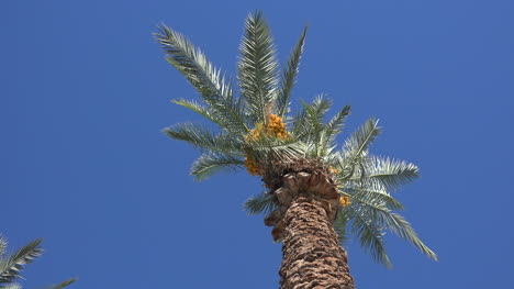 Kalifornische-Palmenfrucht-Zoomt-Rein