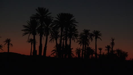 California-palms-in-desert-before-dawn-time-lapse