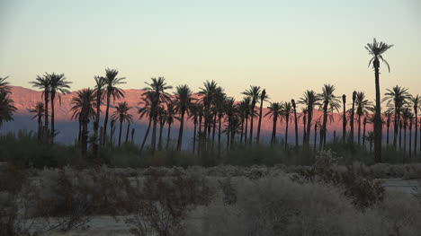 California-palms-in-evening-zoom-in