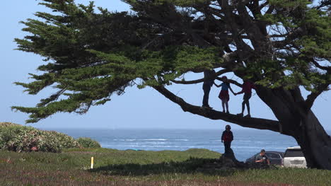 California-people-in-cypress-tree