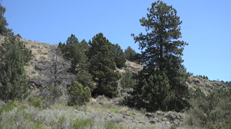 California-pines-and-cedars-on-dry-hill