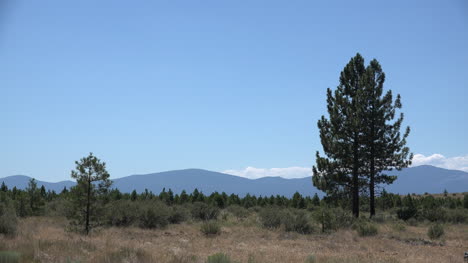 California-pines-and-distant-hill