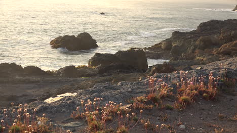 Kalifornische-Pflanzen-Am-Meer