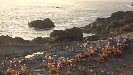 Plantas-De-California-Junto-Al-Mar