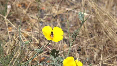 Kalifornische-Mohnblumen-Mit-Insekt,-Das-Wegfliegt
