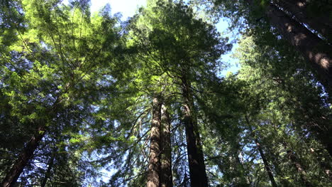 Kalifornische-Redwood-Bäume