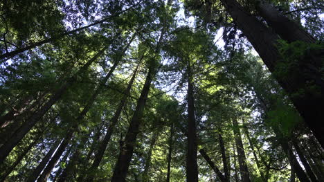 California-tops-of-redwoods