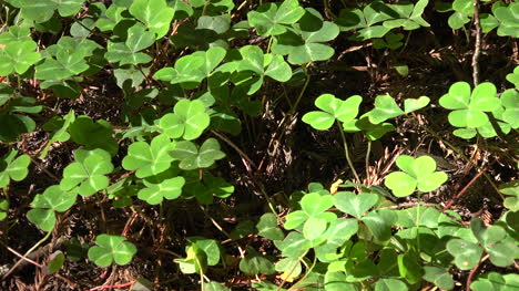 California-Redwoods-Oxalis-Pflanzen