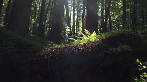 California-Redwoods-Sonne-Auf-Farnen-Zoomt-Herein