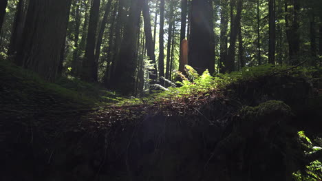 California-redwoods-sun-on-ferns-zooms-in