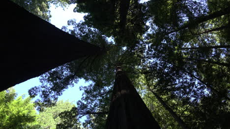 California-Redwoods-Zoomt-Auf-Baumwipfel