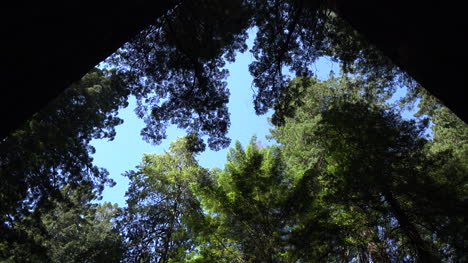 Kalifornische-Spitzen-Von-Redwood-Bäumen