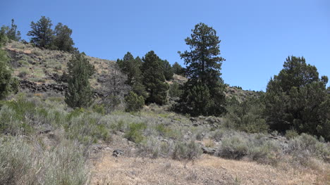 Kalifornische-Bäume-Und-Sträucher-Auf-Trockenem-Hang