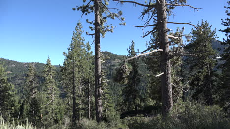 California-trees-in-the-Sierra-Nevada