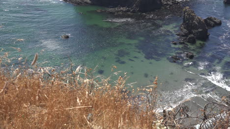 California-weeds-and-waves