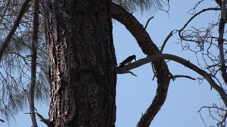 California-woodpecker-pecking-in-pine-tree