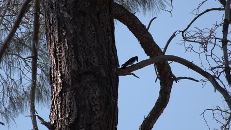 Kalifornischer-Specht-Pickt-In-Kiefer-Pine