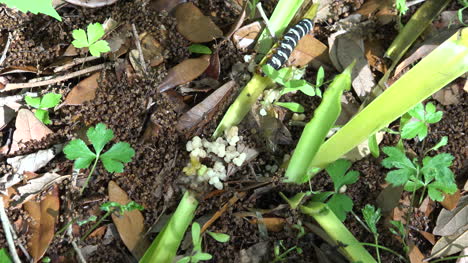 Caterpillar-white-things-from-caterpillar