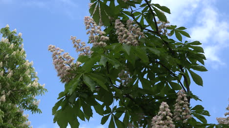 Chestnut-flowers-and-blue-sky