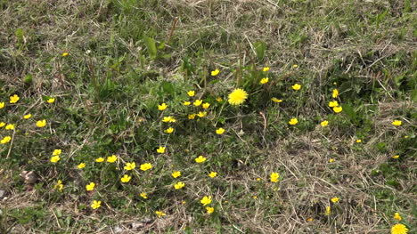 Naturlöwenzahn-Und-Kleine-Gelbe-Blumen-Zoomen