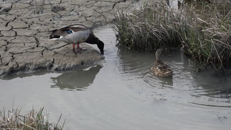 Germany-Wadden-Sea-male-duck-feeding-in-water